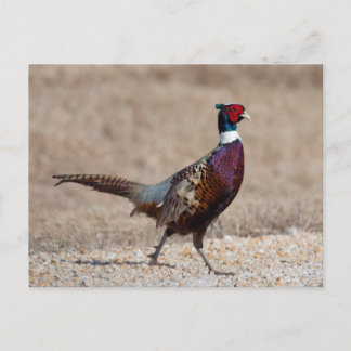 Ringnecked Pheasant Postcard