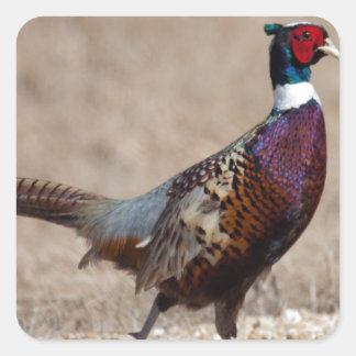 Ringnecked Pheasant Square Sticker