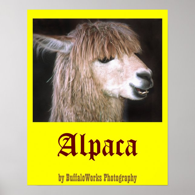 Ringo the Alpaca Poster (Front)