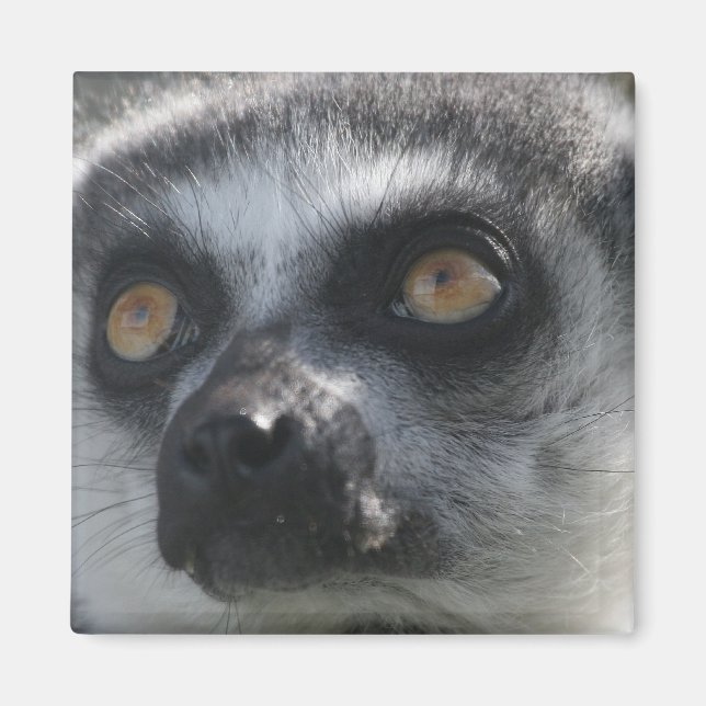 Ringtail Lemur Magnet (Front)