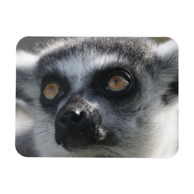 Ringtail Lemur Magnet (Horizontal)