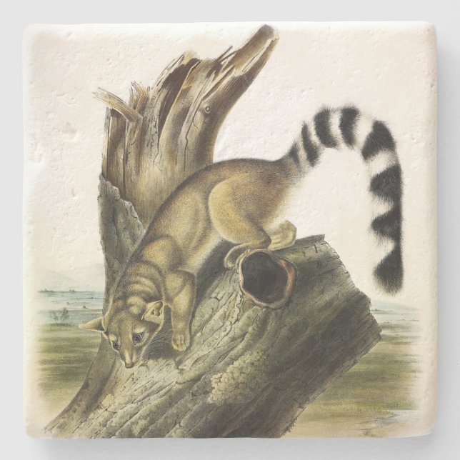 Ringtail (Ring-tailed Bassaris, Ringtailed Cat) Stone Coaster (Front)