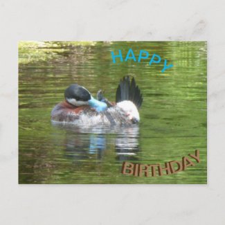 Ringtaling Duck Happy Birthday Postcard