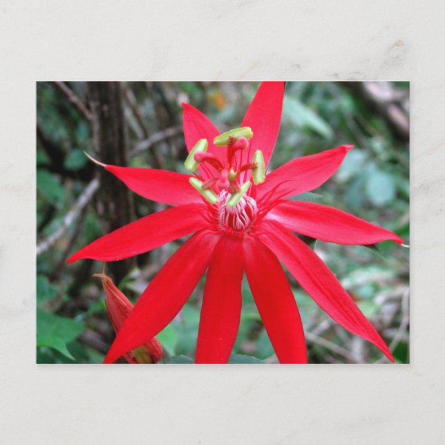 Rio Chagres, Panama Postcard (Front)