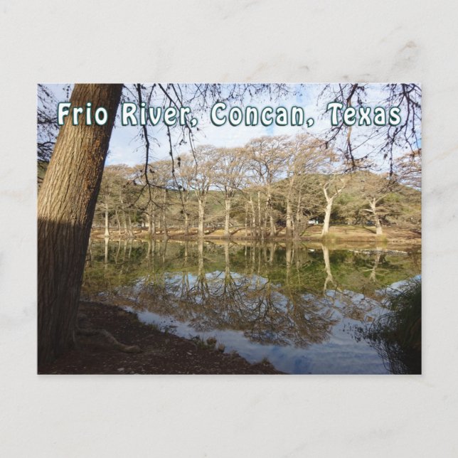 Rio Frio River Concan Texas Garner State Park Tree Postcard (Front)