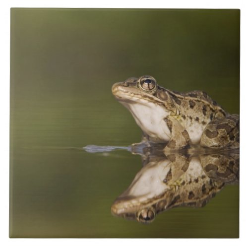 Rio Grande Leopard Frog Rana berlandieri adult Tile