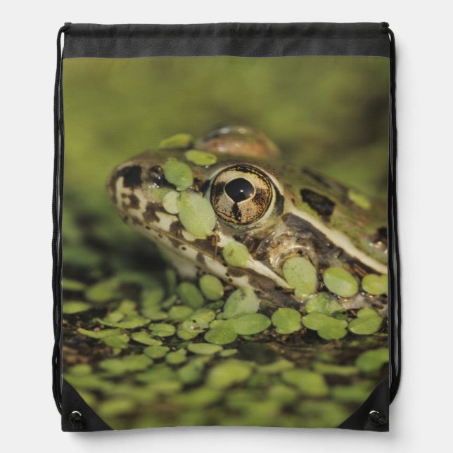 Rio Grande Leopard Frog, Rana berlandieri, Drawstring Bag (Front)