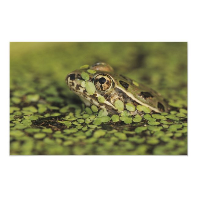 Rio Grande Leopard Frog, Rana berlandieri, Photo Print (Front)