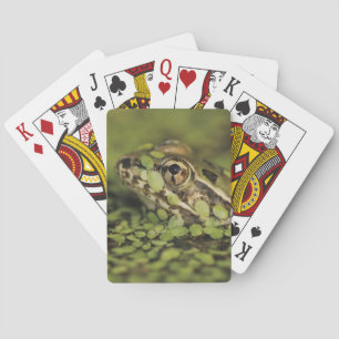 Rio Grande Leopard Frog, Rana berlandieri, Poker Cards