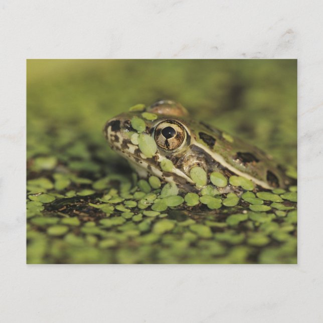 Rio Grande Leopard Frog, Rana berlandieri, Postcard (Front)