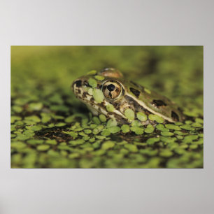 Rio Grande Leopard Frog, Rana berlandieri, Poster