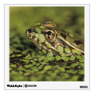 Rio Grande Leopard Frog, Rana berlandieri, Wall Sticker
