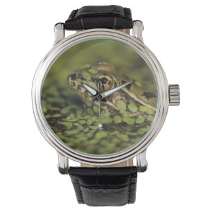 Rio Grande Leopard Frog, Rana berlandieri, Watch