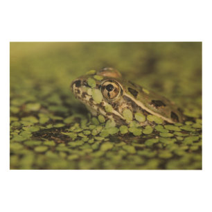 Rio Grande Leopard Frog, Rana berlandieri, Wood Wall Art