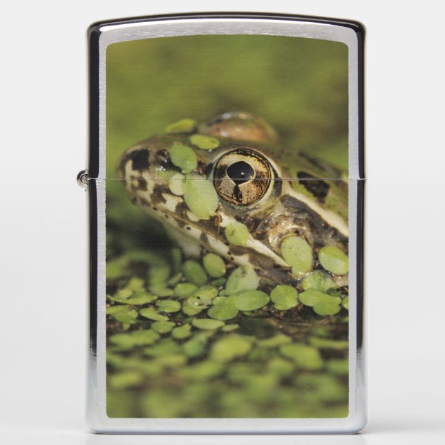 Rio Grande Leopard Frog, Rana berlandieri, Zippo Lighter (Front)