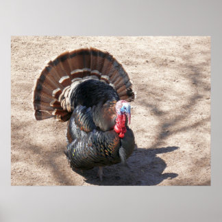 Rio Grande Wild Turkey Poster