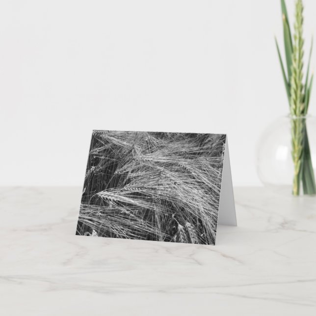 Ripe barley ears (Hordeum vulgare)  Card (Front)