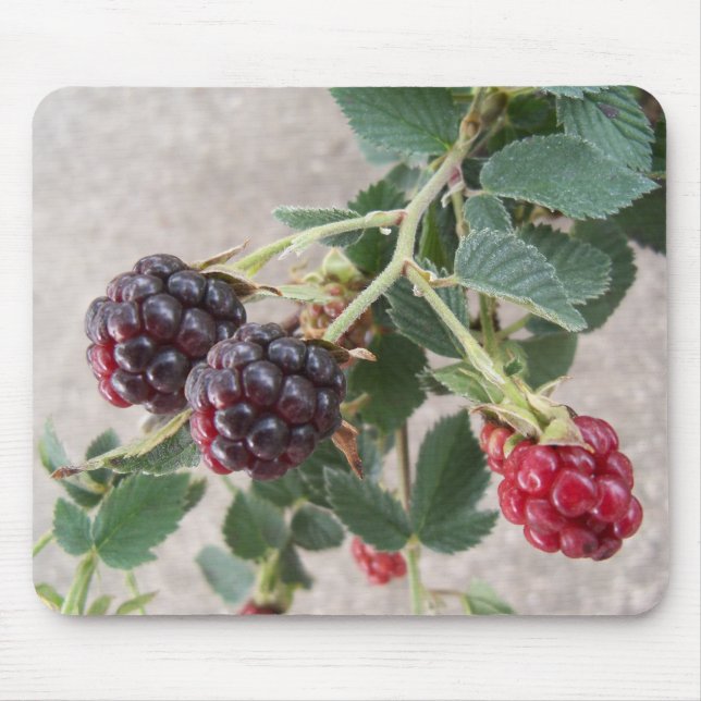 Ripe Blackberries Mouse Pad (Front)