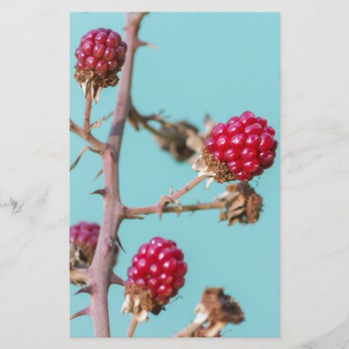 ripe blackberries stationery