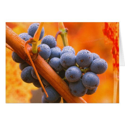 Ripe Grape In Vineyard Cards (Front Horizontal)