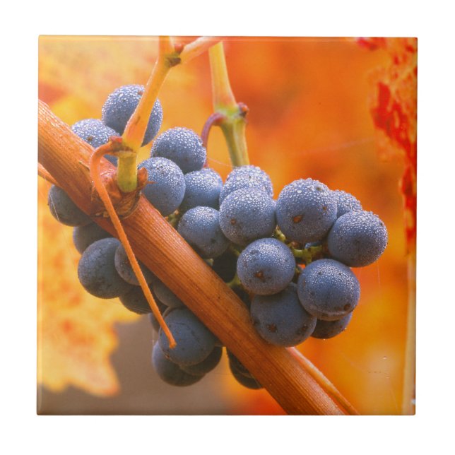 Ripe Grape In Vineyard Ceramic Tile (Front)