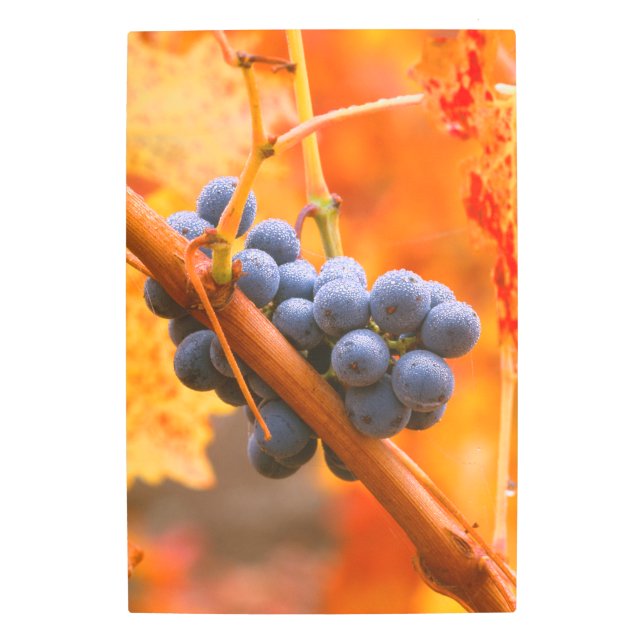 Ripe Grape In Vineyard Metal Print (Front)