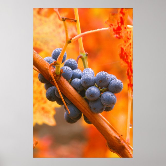 Ripe Grape In Vineyard Poster (Front)