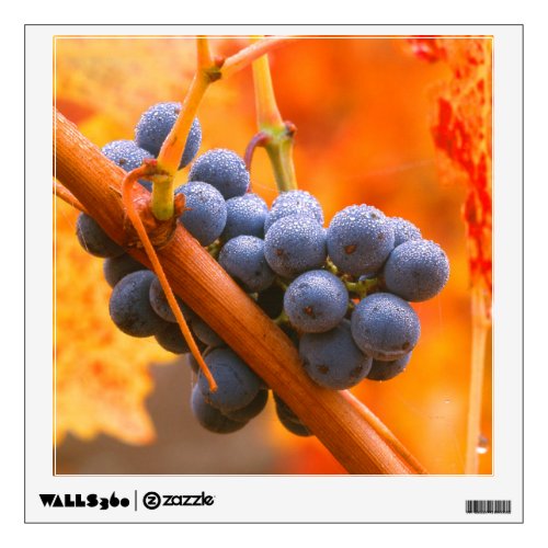 Ripe Grape In Vineyard Wall Decal
