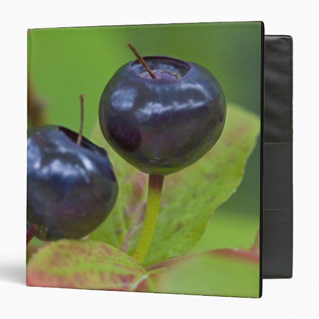 Ripe huckleberries in the Flathead National 2 Binder (Front/Inside)