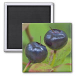 Ripe Huckleberries In The Flathead National 2 Magnet at Zazzle