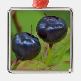 Ripe huckleberries in the Flathead National 2 Metal Ornament