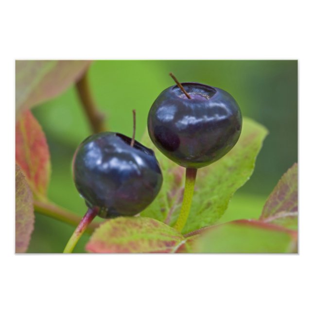 Ripe huckleberries in the Flathead National 2 Photo Print (Front)