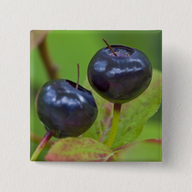 Ripe huckleberries in the Flathead National 2 Pinback Button (Front)