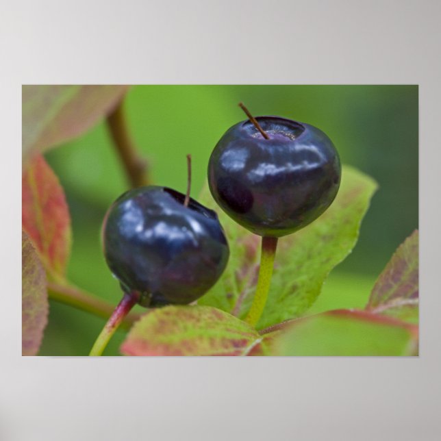 Ripe huckleberries in the Flathead National 2 Poster (Front)