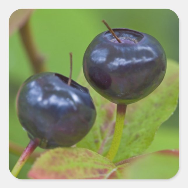 Ripe huckleberries in the Flathead National 2 Square Sticker (Front)