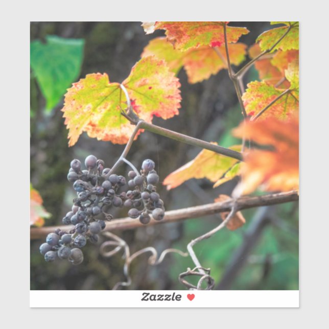 Ripe Isabella grape Sticker (Sheet)
