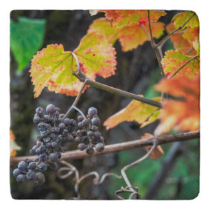 Ripe Isabella grape Trivet