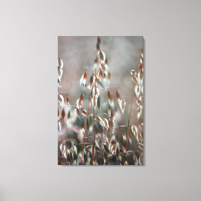 Ripe Oats (Avena Sativa) Close Up. Ceres, Boland Canvas Print (Front)