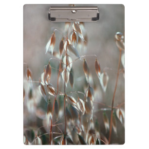 Ripe Oats (Avena Sativa) Close Up. Ceres, Boland Clipboard