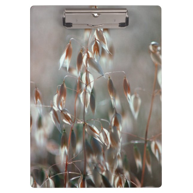 Ripe Oats (Avena Sativa) Close Up. Ceres, Boland Clipboard (Front)