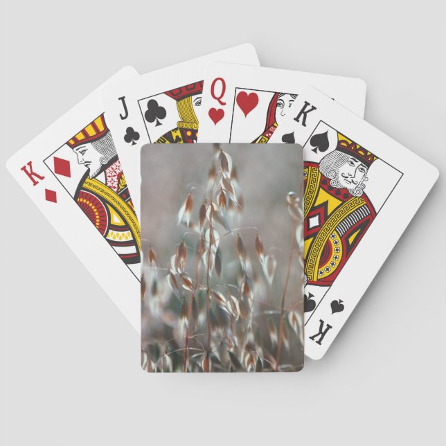 Ripe Oats (Avena Sativa) Close Up. Ceres, Boland Poker Cards (Back)