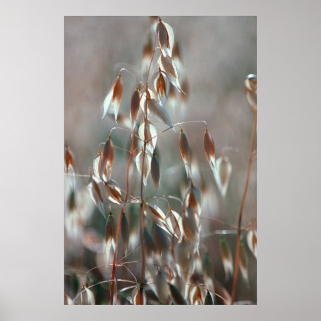 Ripe Oats (Avena Sativa) Close Up. Ceres, Boland Poster (Front)