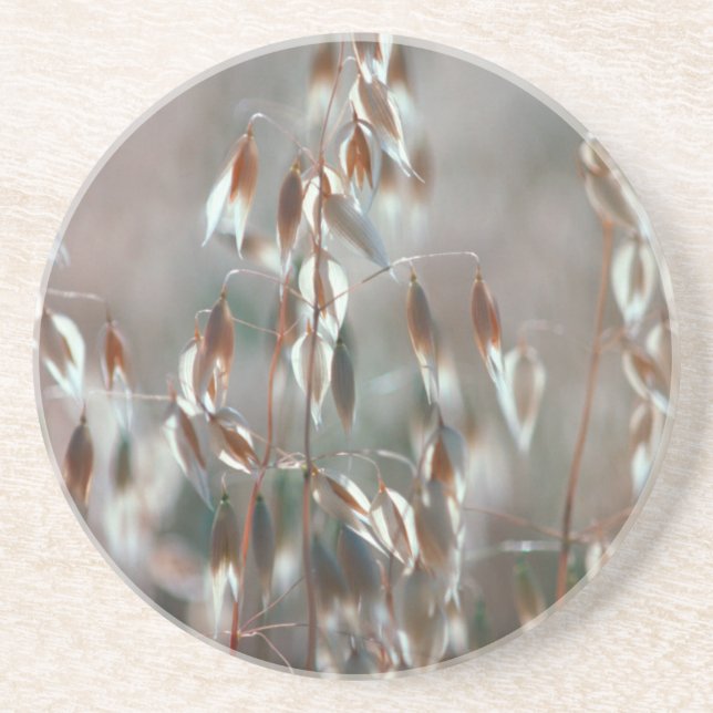 Ripe Oats (Avena Sativa) Close Up. Ceres, Boland Sandstone Coaster (Front)