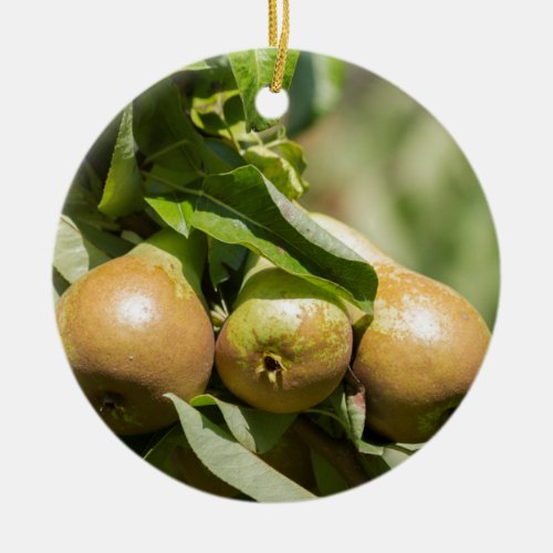 ripe pears on tree ceramic ornament