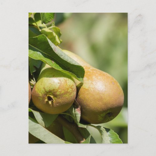 ripe pears on tree postcard