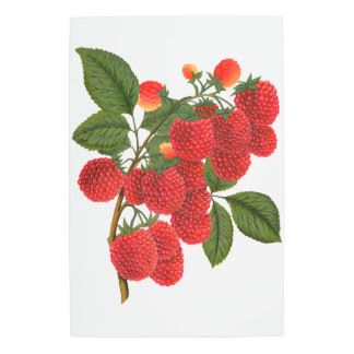 Ripe Raspberries Metal Print