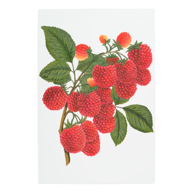 Ripe Raspberries  Metal Print (Front)
