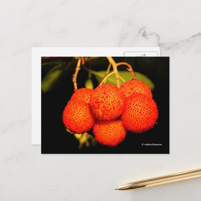 Ripened Unedo Arbutus Strawberry Tree Fruit Postcard (Front/Back In Situ)