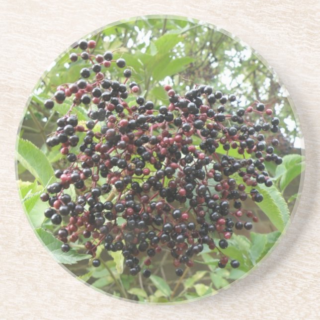 Ripening Elderberries Coasters (Front)