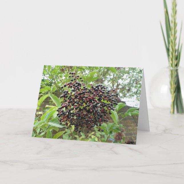 Ripening Elderberries Greeting Card (Front)